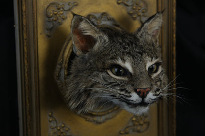 Framed Bobcat Taxidermy