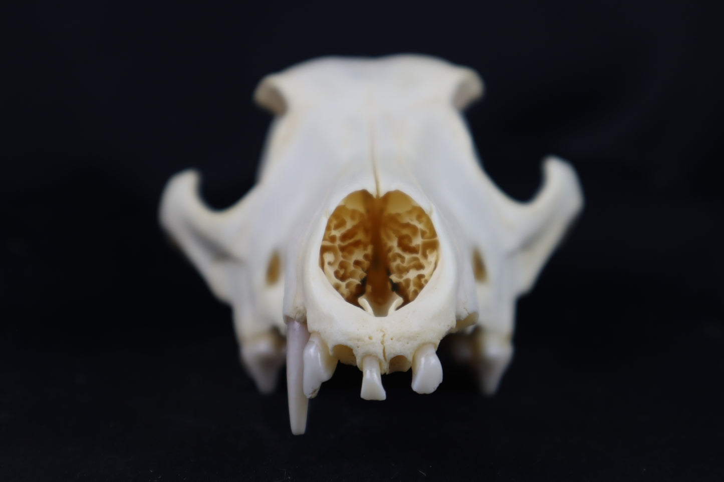 Craft Coyote Skull