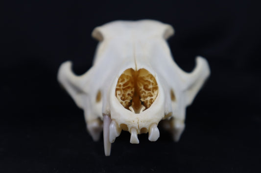 Craft Coyote Skull