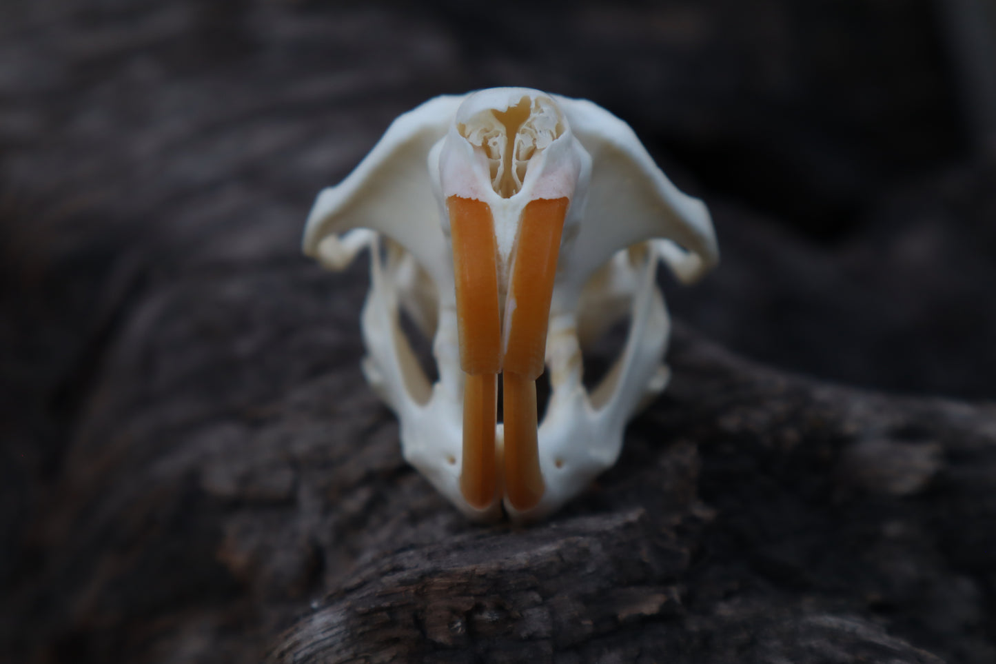 Muskrat Skull