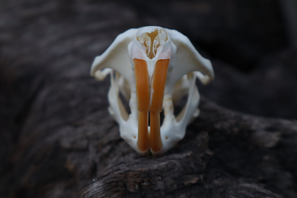 Muskrat Skull