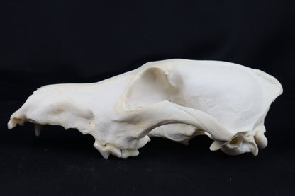 Craft Coyote Skull