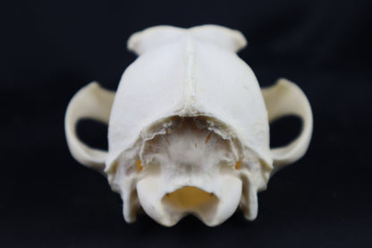 Craft Coyote Skull
