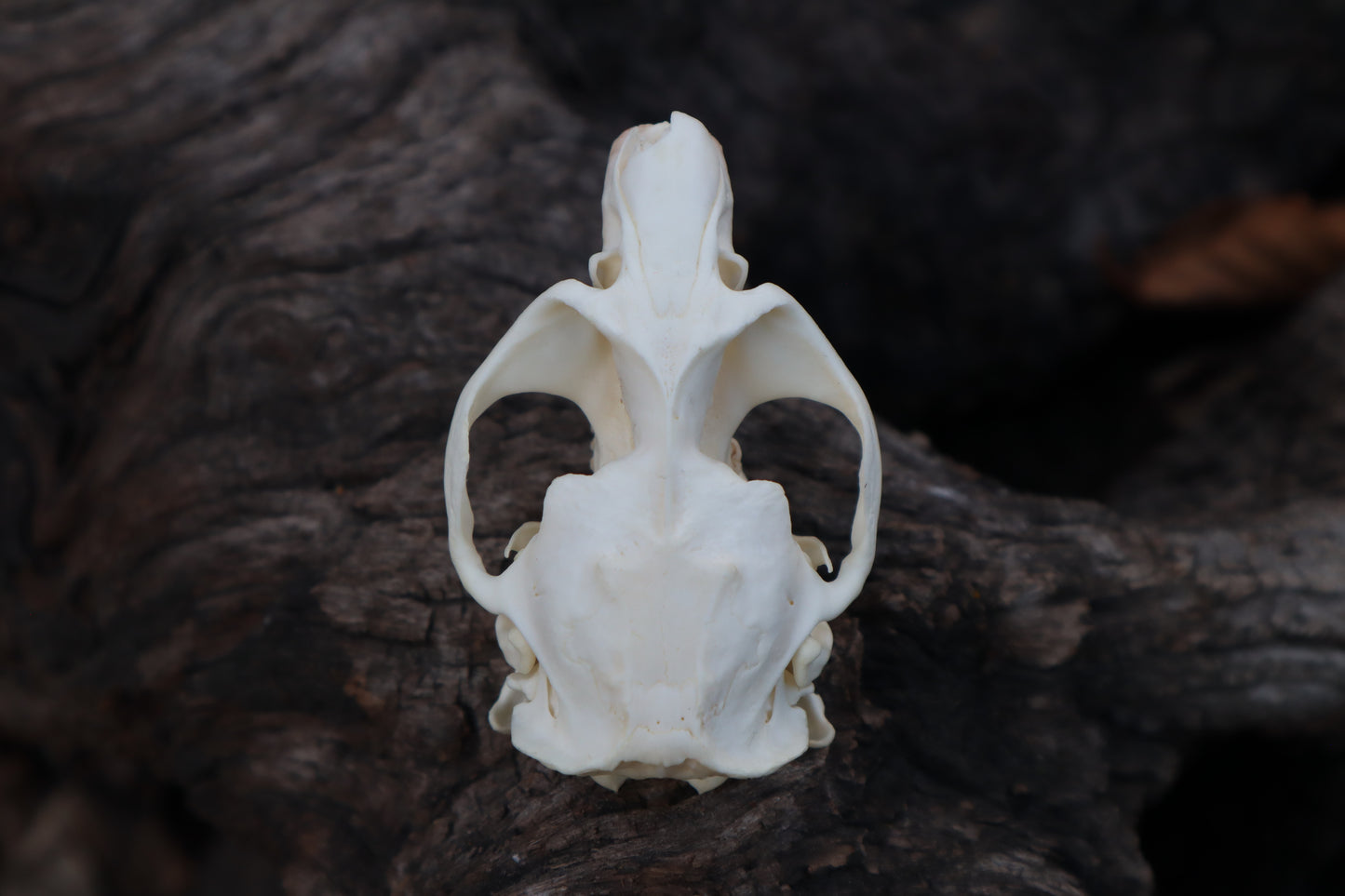 Muskrat Skull