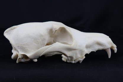 Craft Coyote Skull