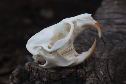 Muskrat Skull