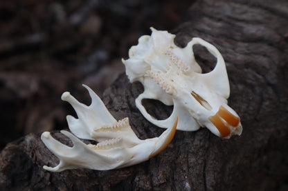 Muskrat Skull