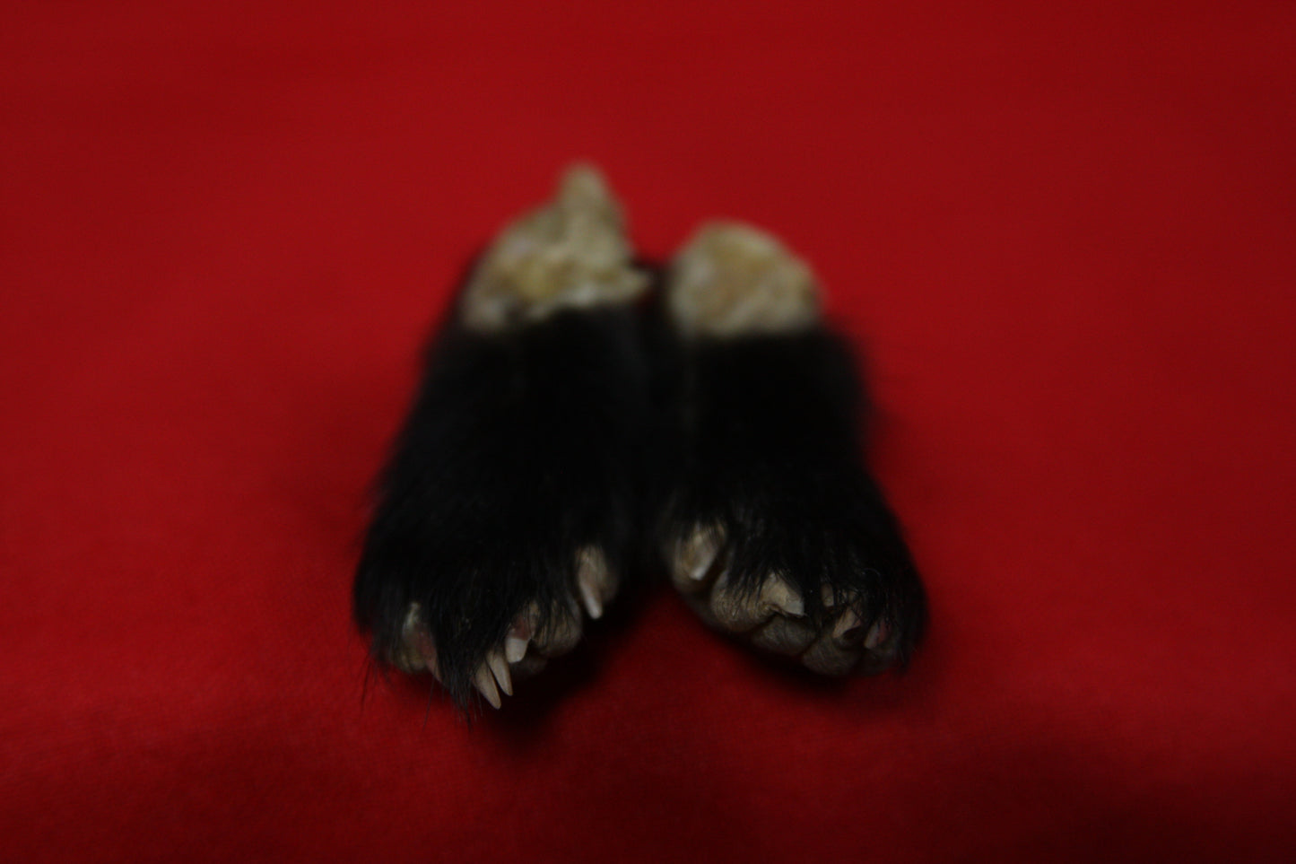 Skunk Feet