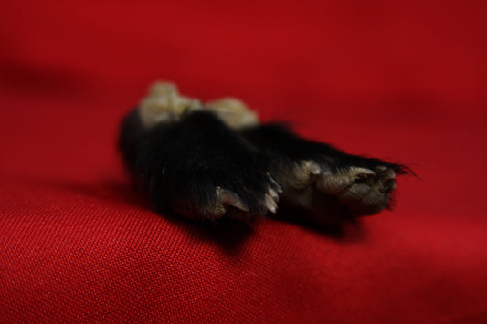 Skunk Feet