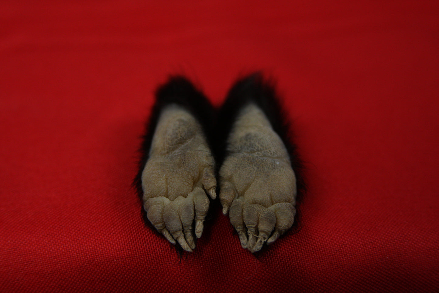 Skunk Feet