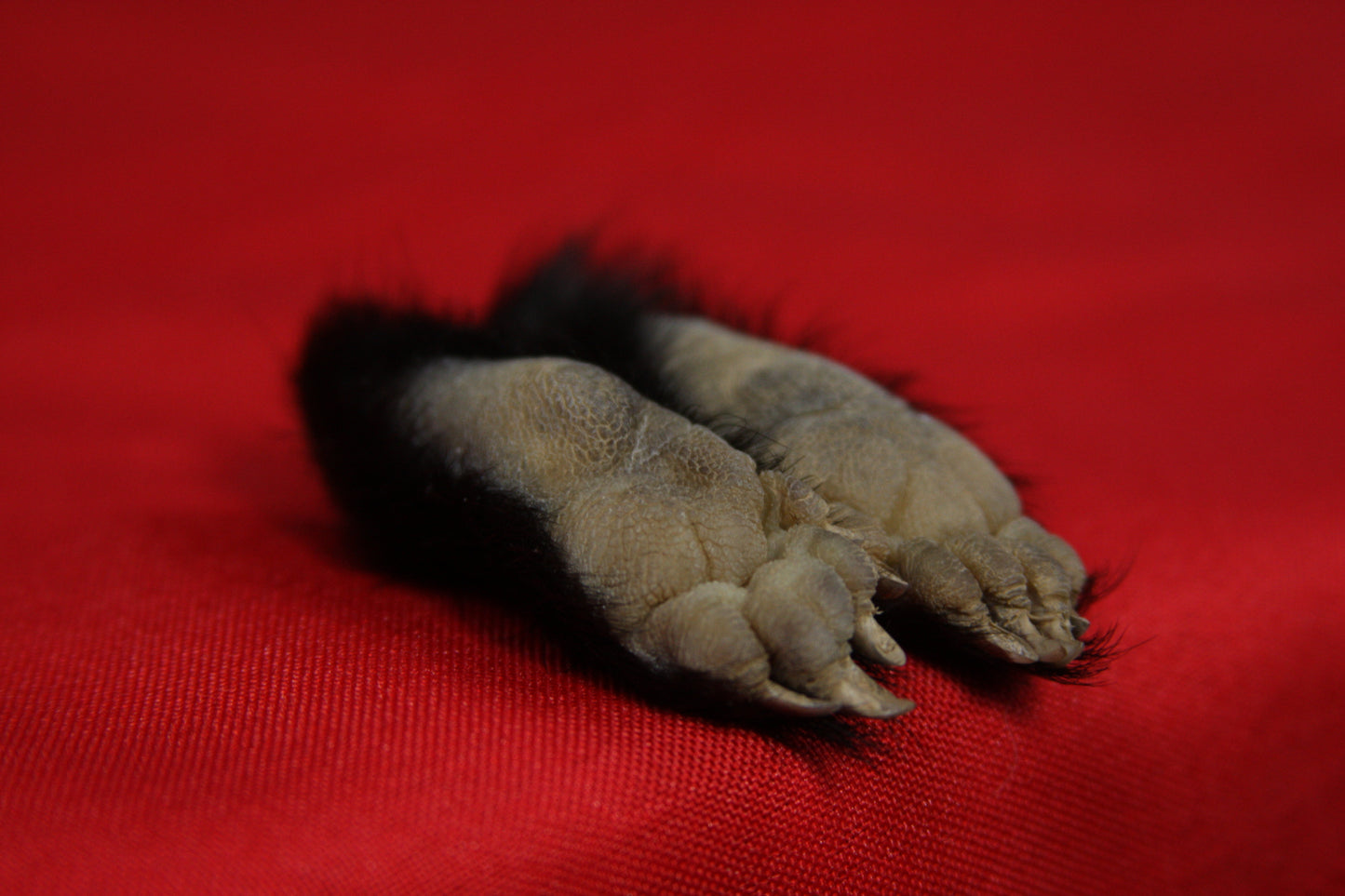 Skunk Feet