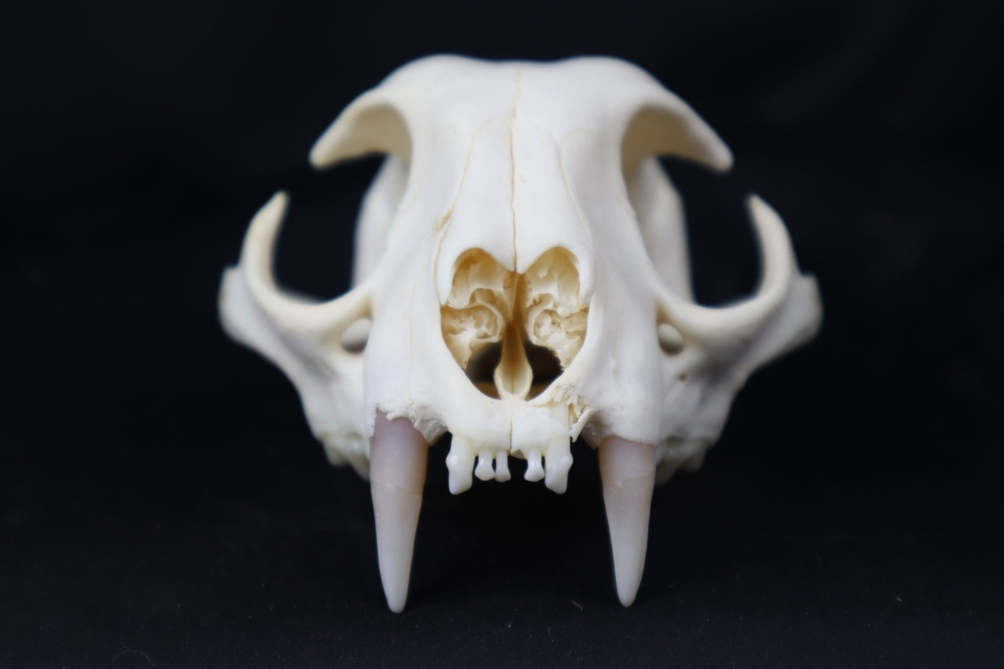 Half Bobcat Skull