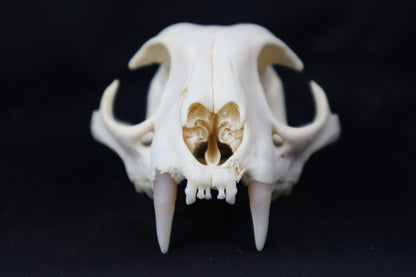 Half Bobcat Skull