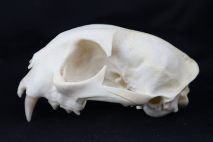 Half Bobcat Skull