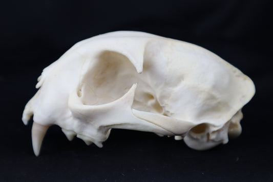 Half Bobcat Skull