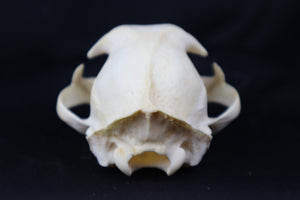 Half Bobcat Skull