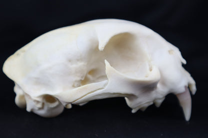 Half Bobcat Skull