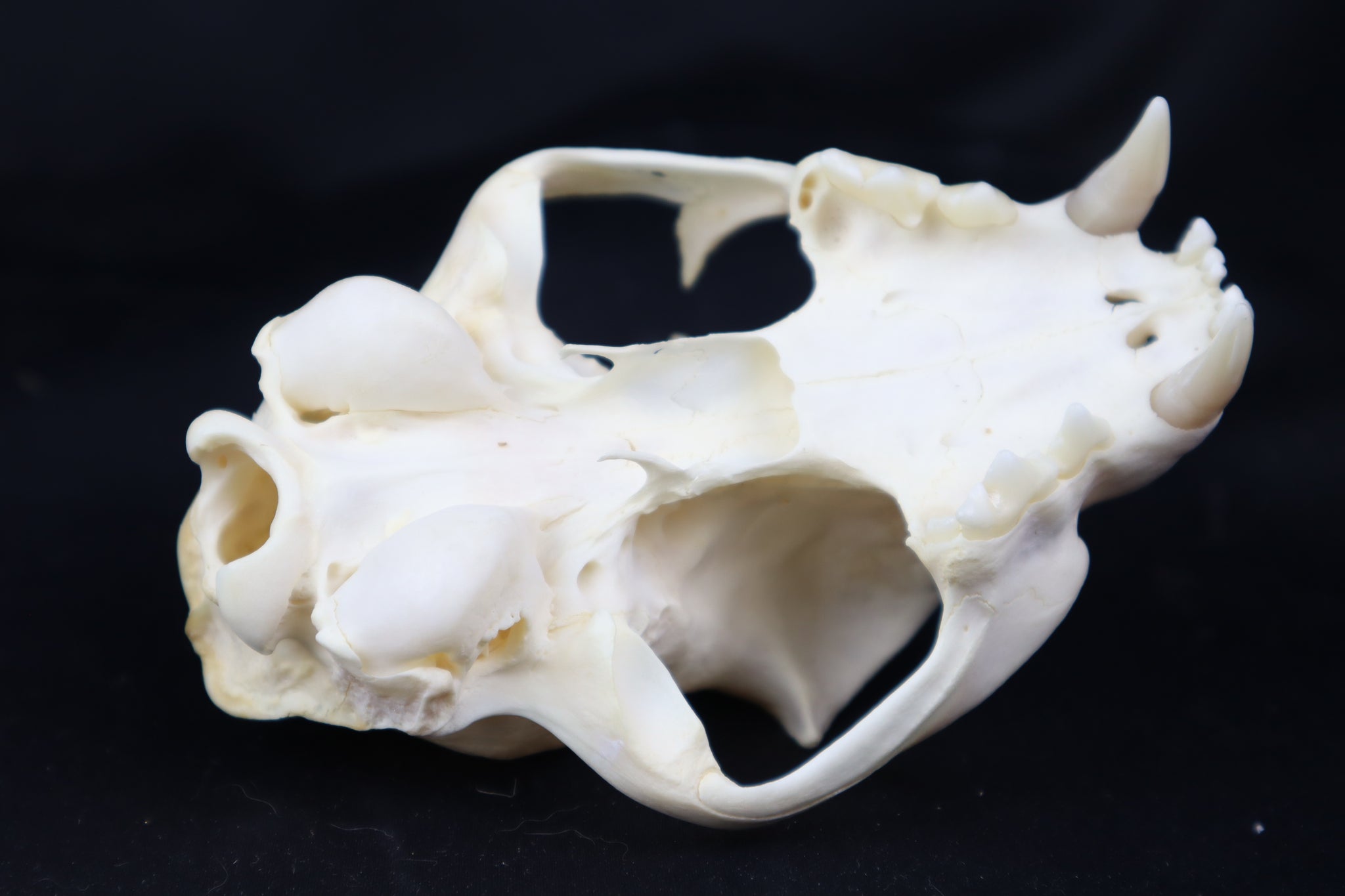 Half Bobcat Skull