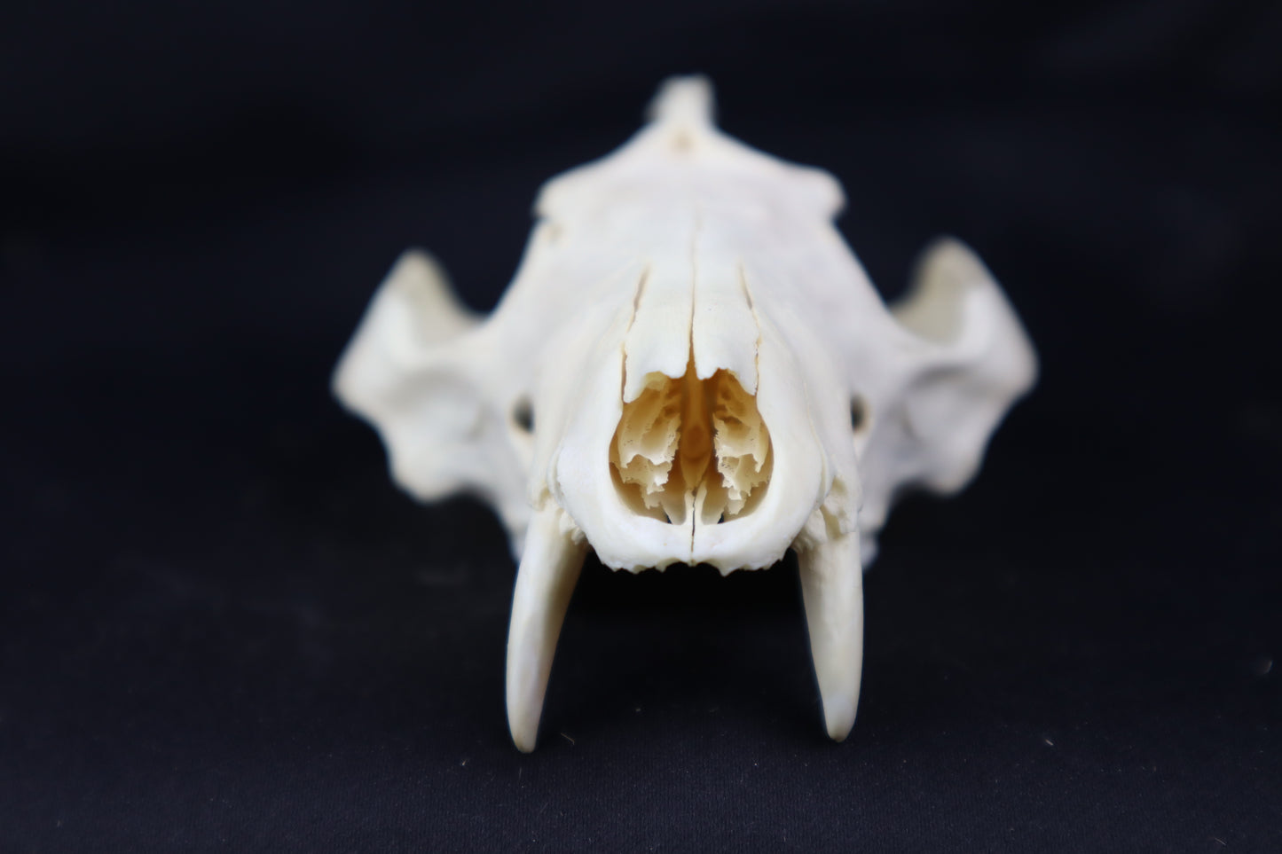 Craft Pathological Opossum Skull