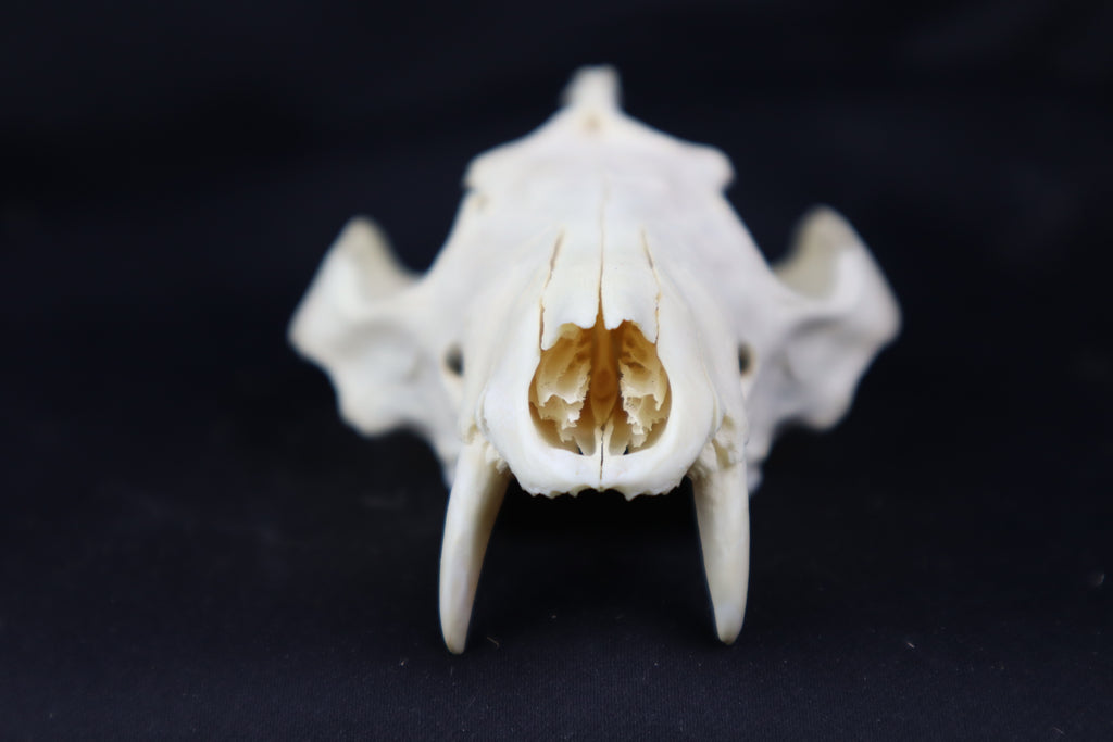 Craft Pathological Opossum Skull