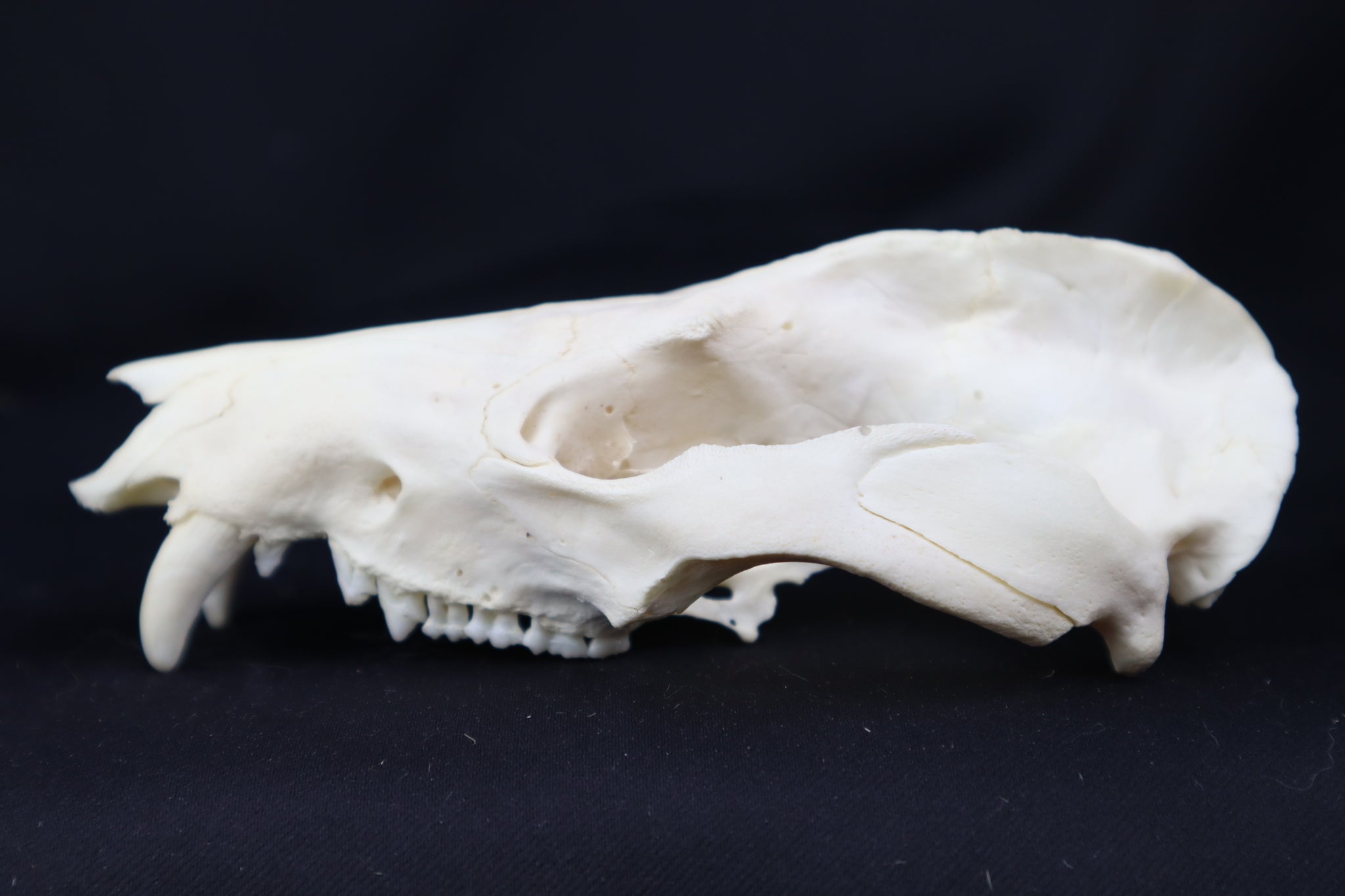 Craft Pathological Opossum Skull