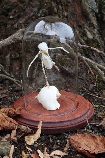 Articulated Parakeet Skeleton