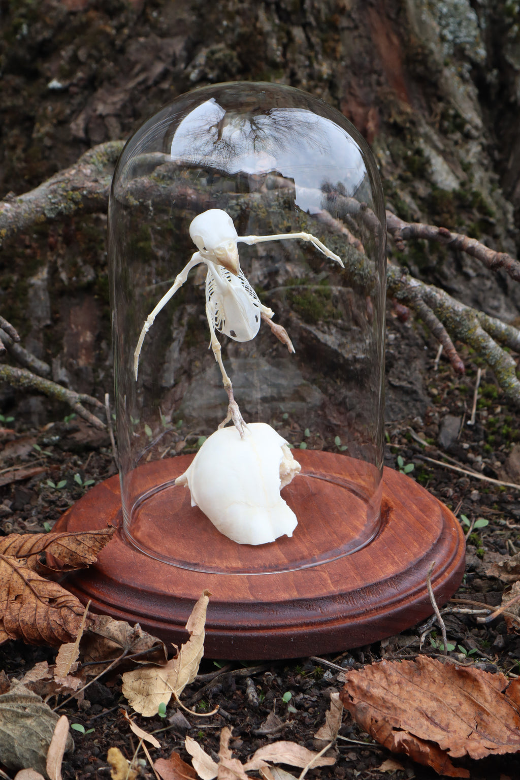 Articulated Parakeet Skeleton