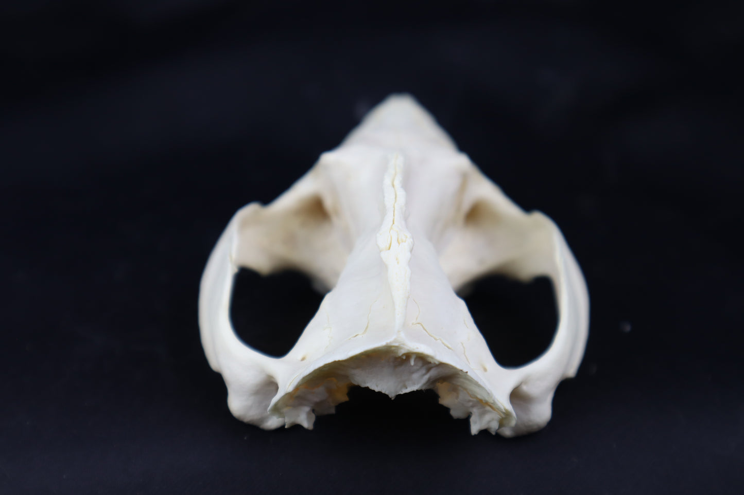 Craft Pathological Opossum Skull