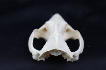 Craft Pathological Opossum Skull