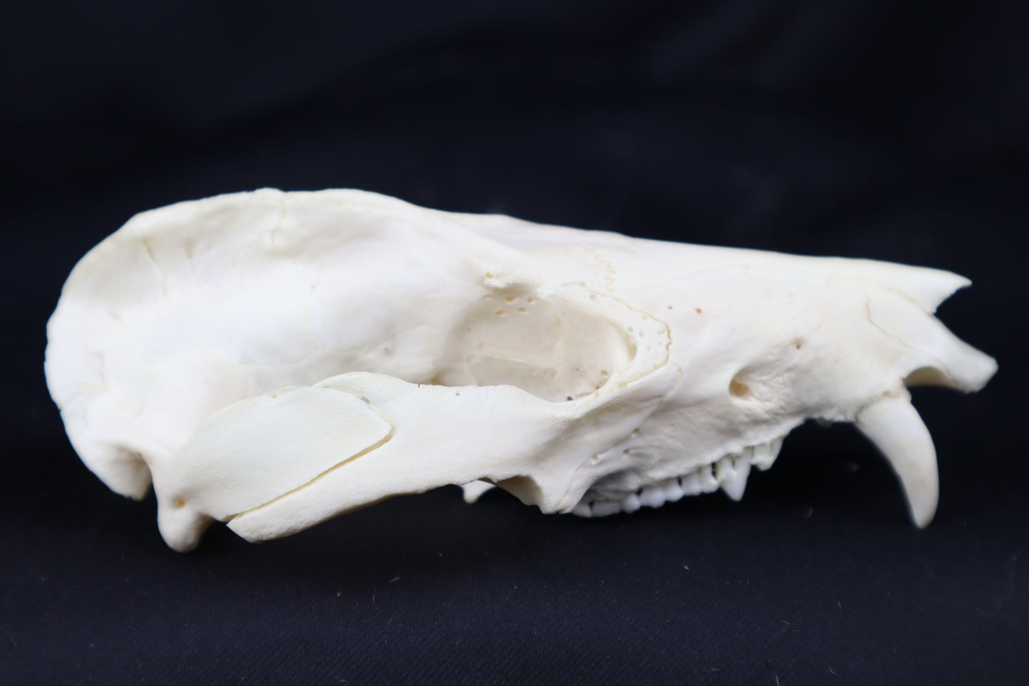Craft Pathological Opossum Skull