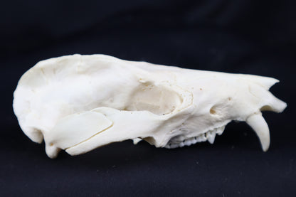 Craft Pathological Opossum Skull