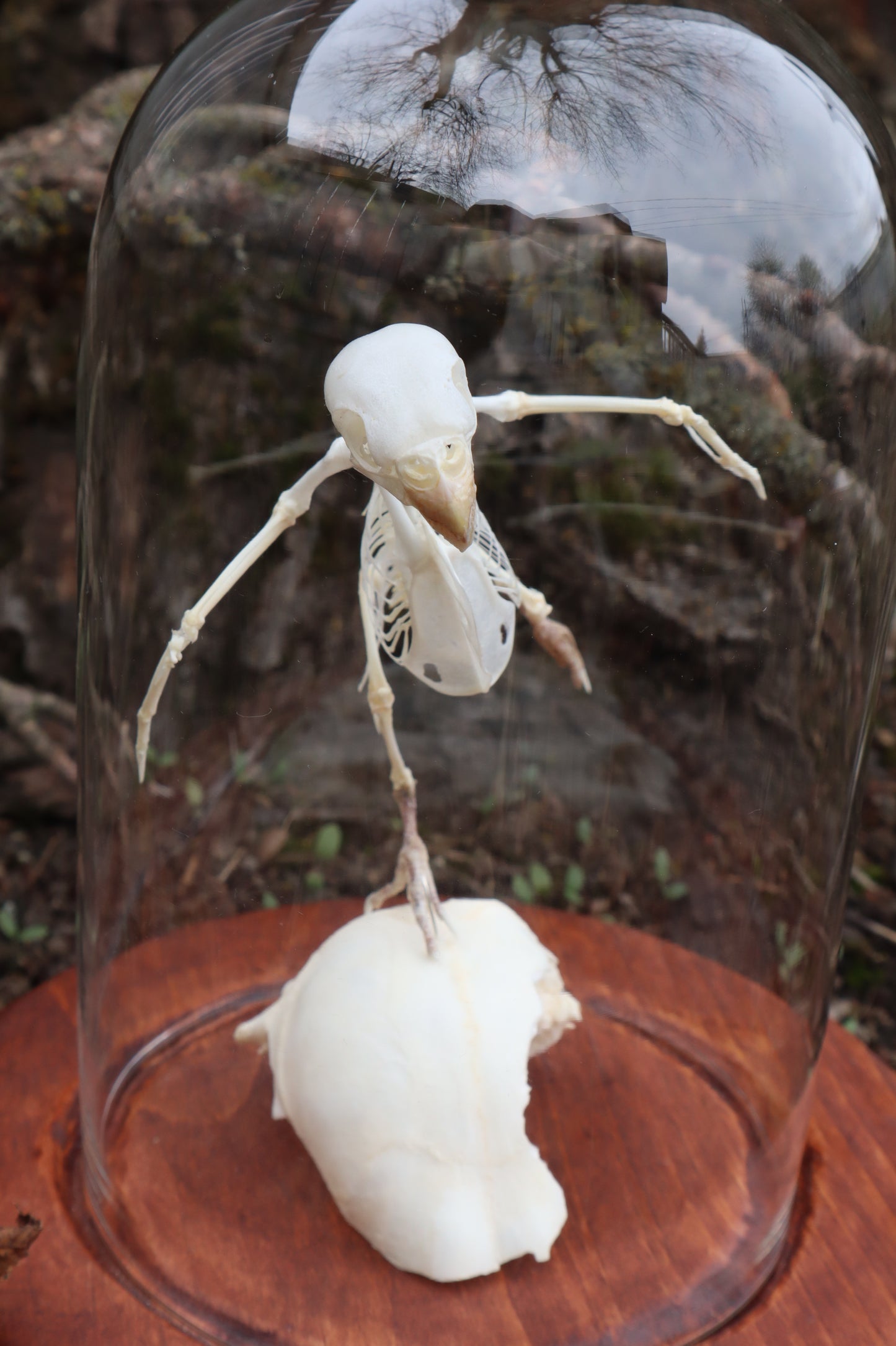 Articulated Parakeet Skeleton