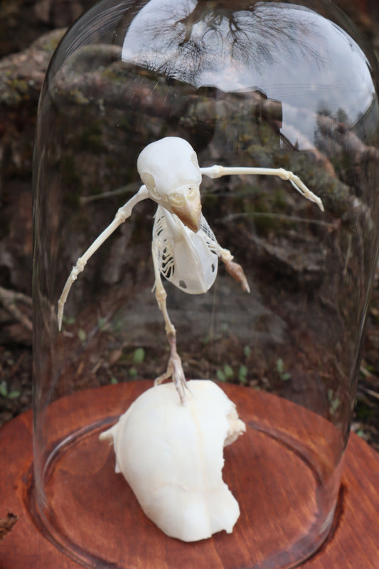 Articulated Parakeet Skeleton