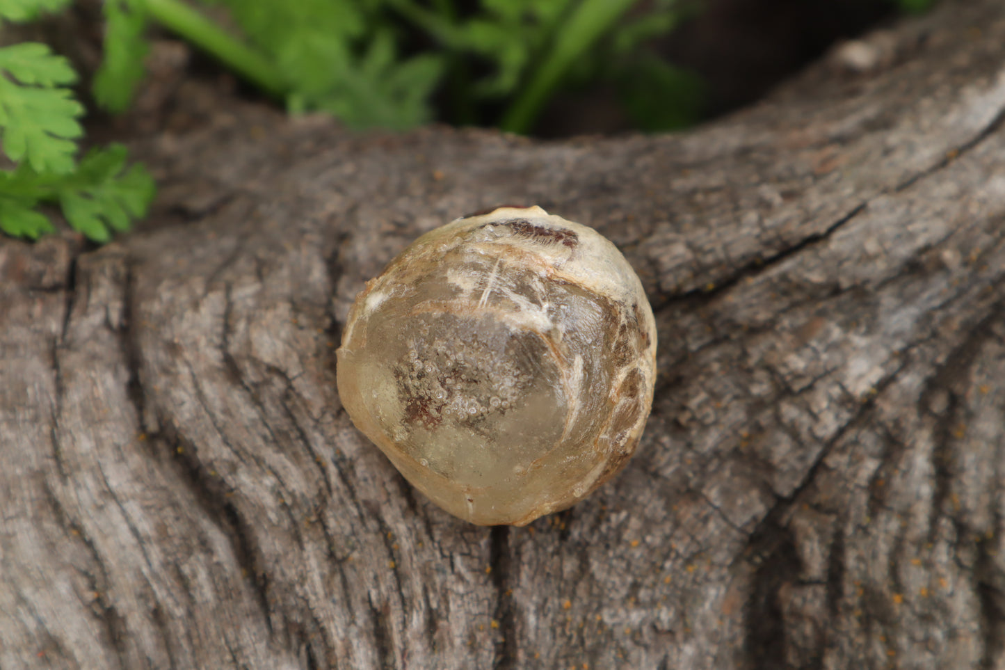 Crystal Mountain Lion Eyeball