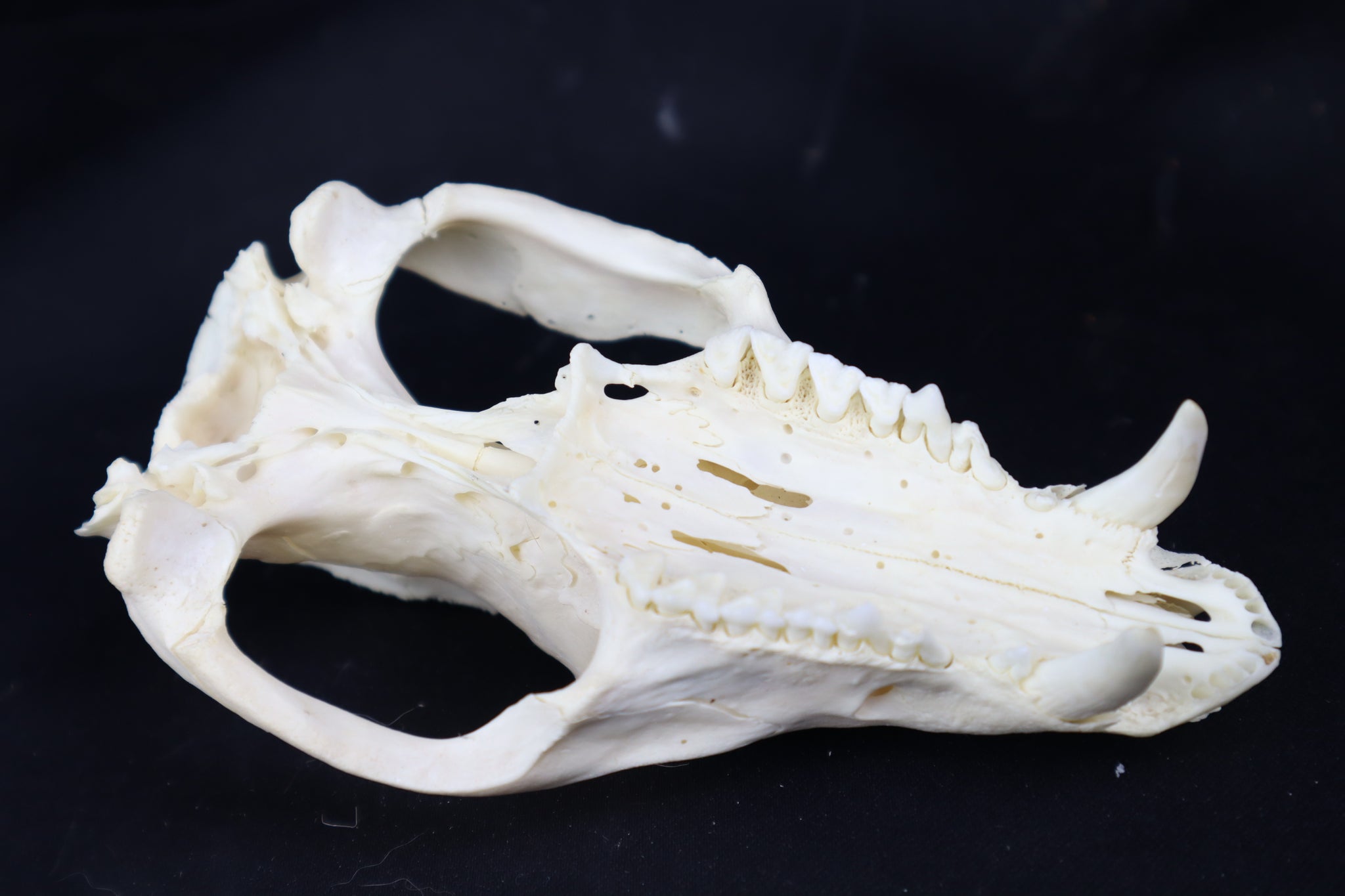Craft Pathological Opossum Skull