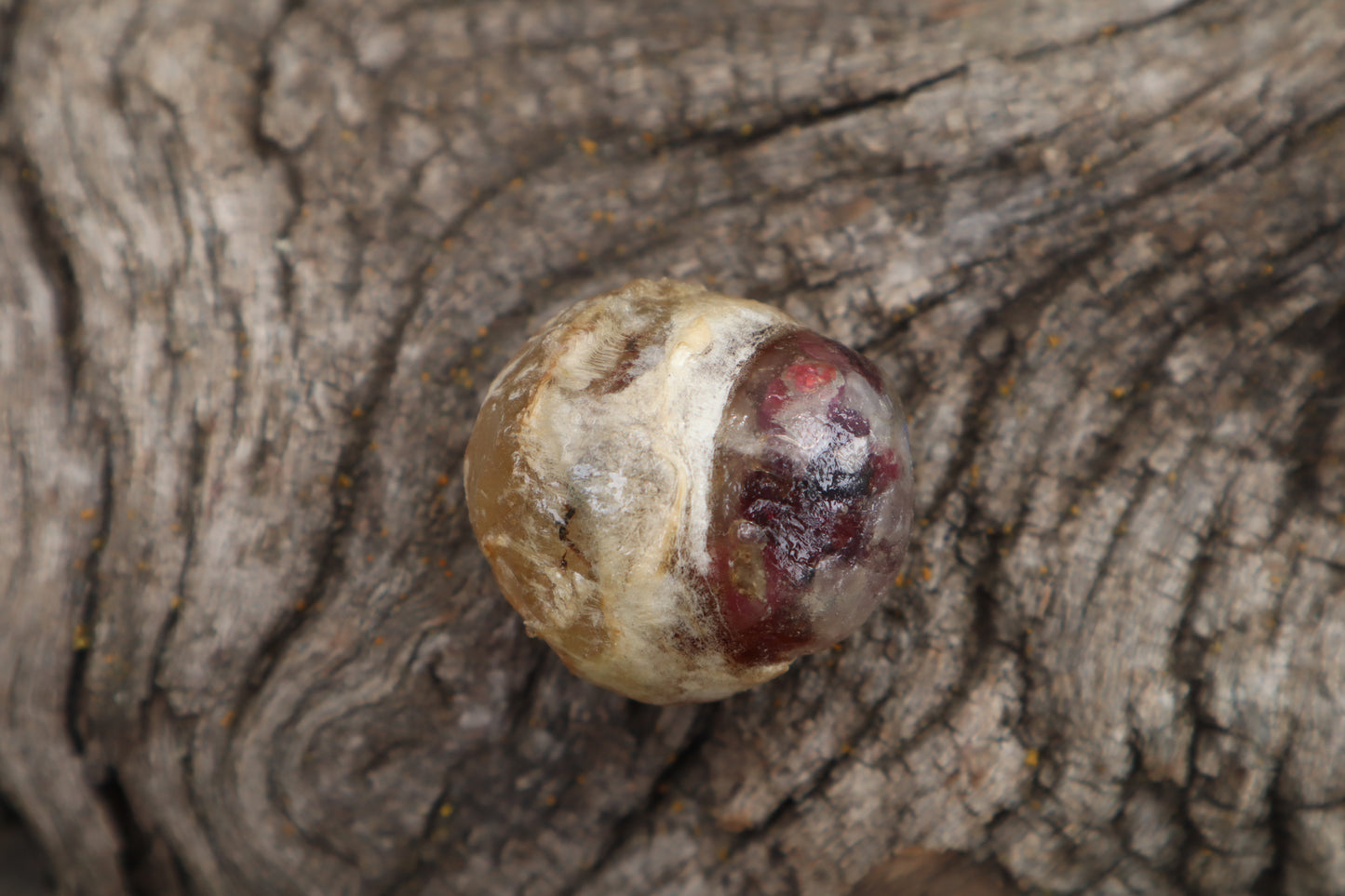 Crystal Mountain Lion Eyeball