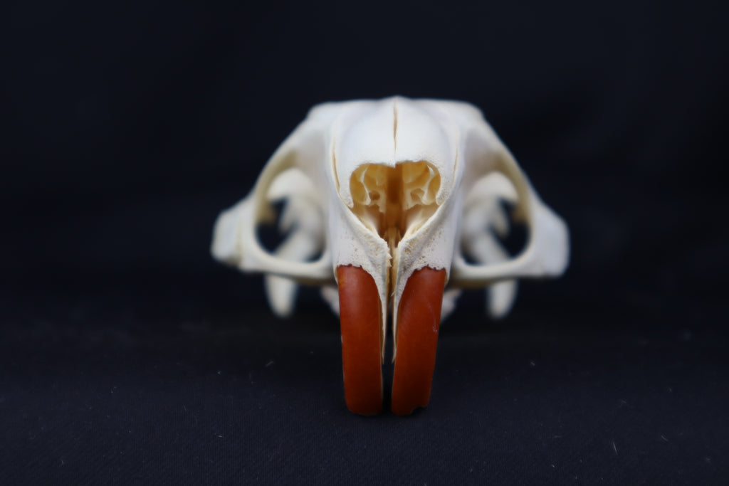 Half Nutria Skull