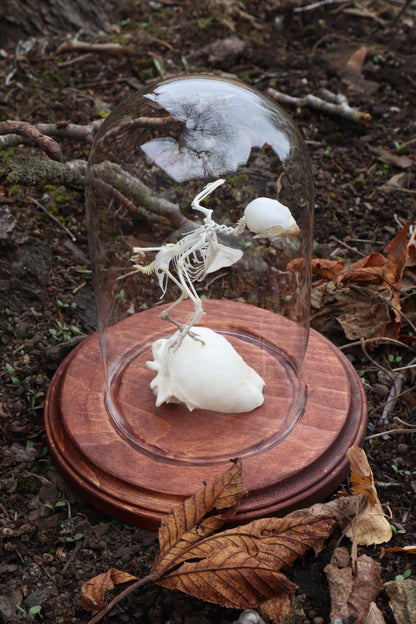 Articulated Parakeet Skeleton