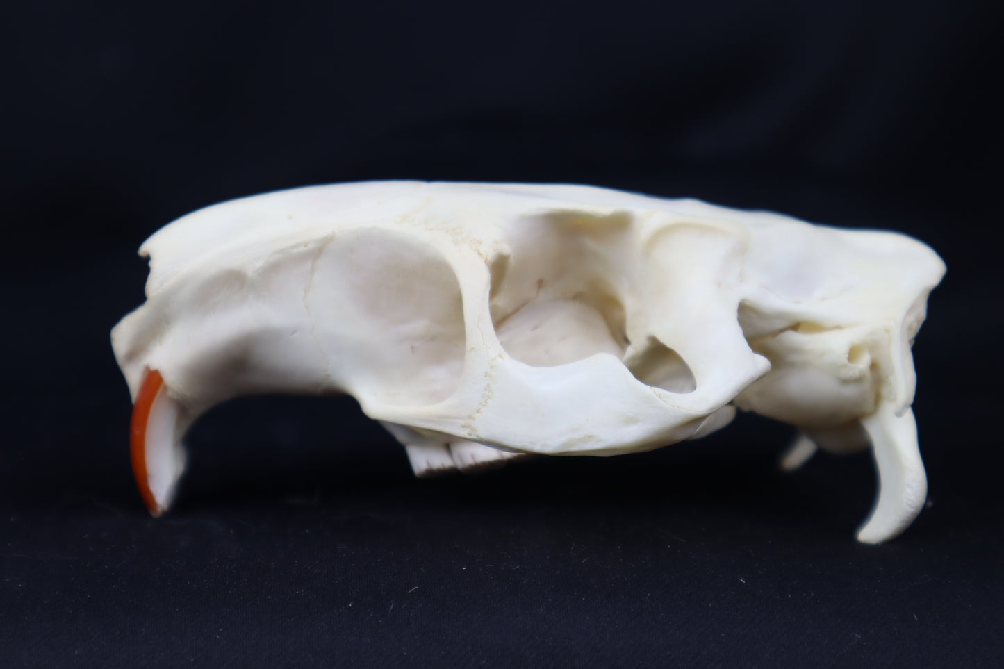 Half Nutria Skull