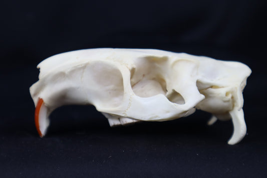 Half Nutria Skull