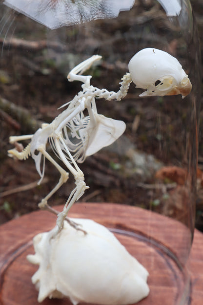 Articulated Parakeet Skeleton