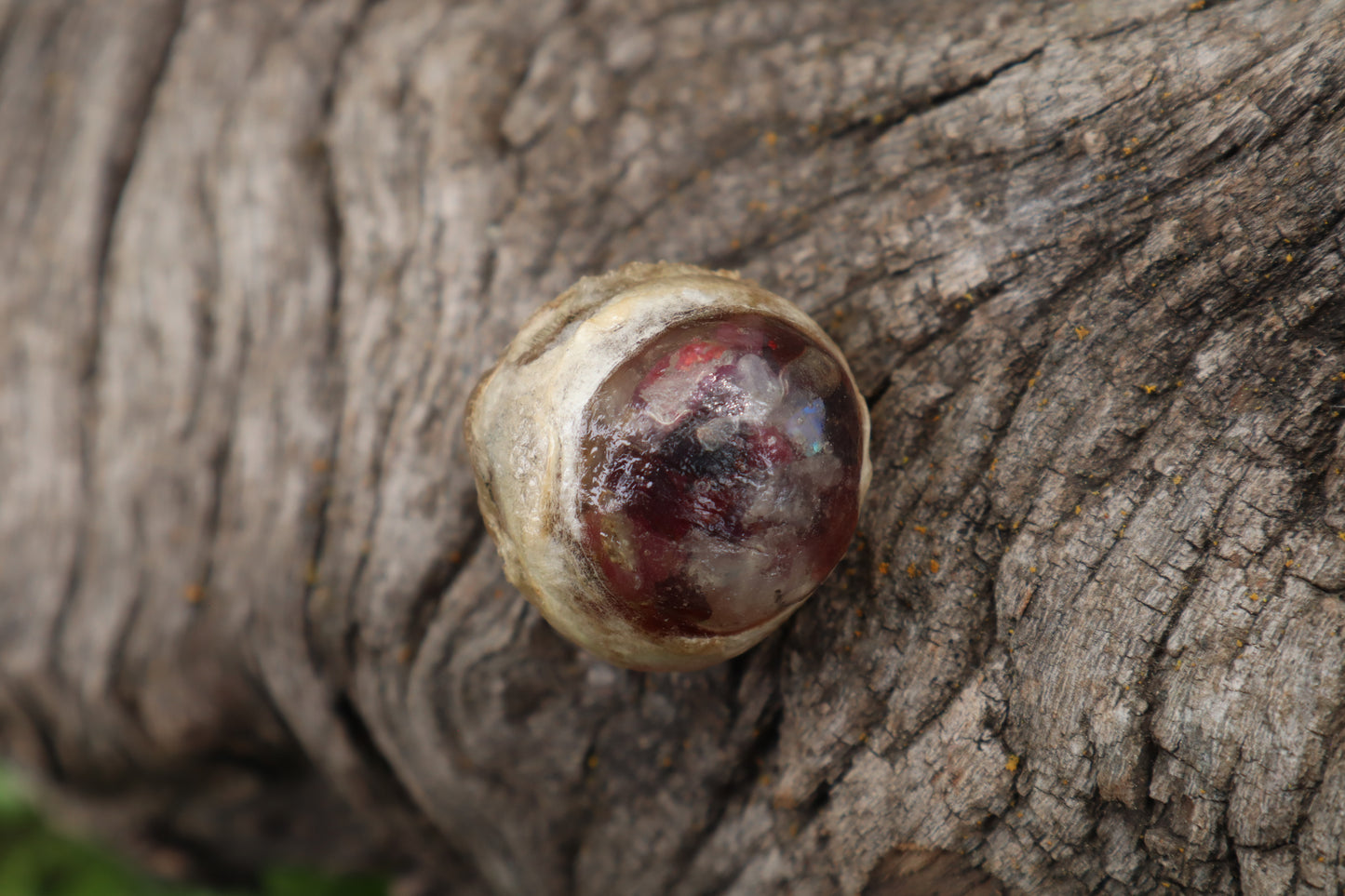 Crystal Mountain Lion Eyeball