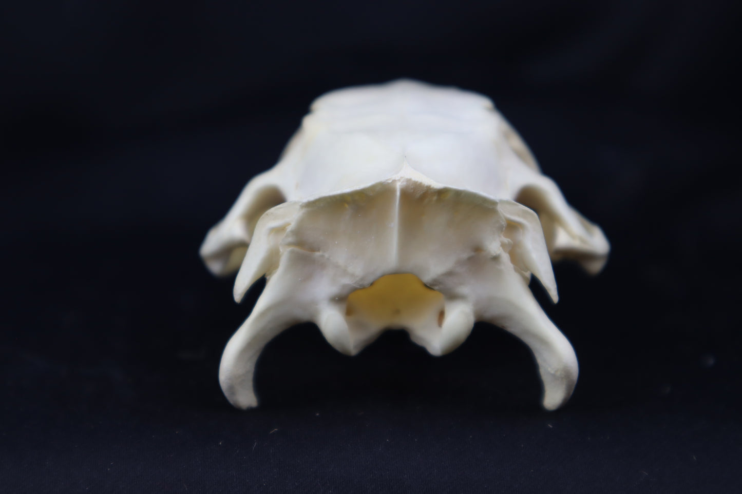 Half Nutria Skull