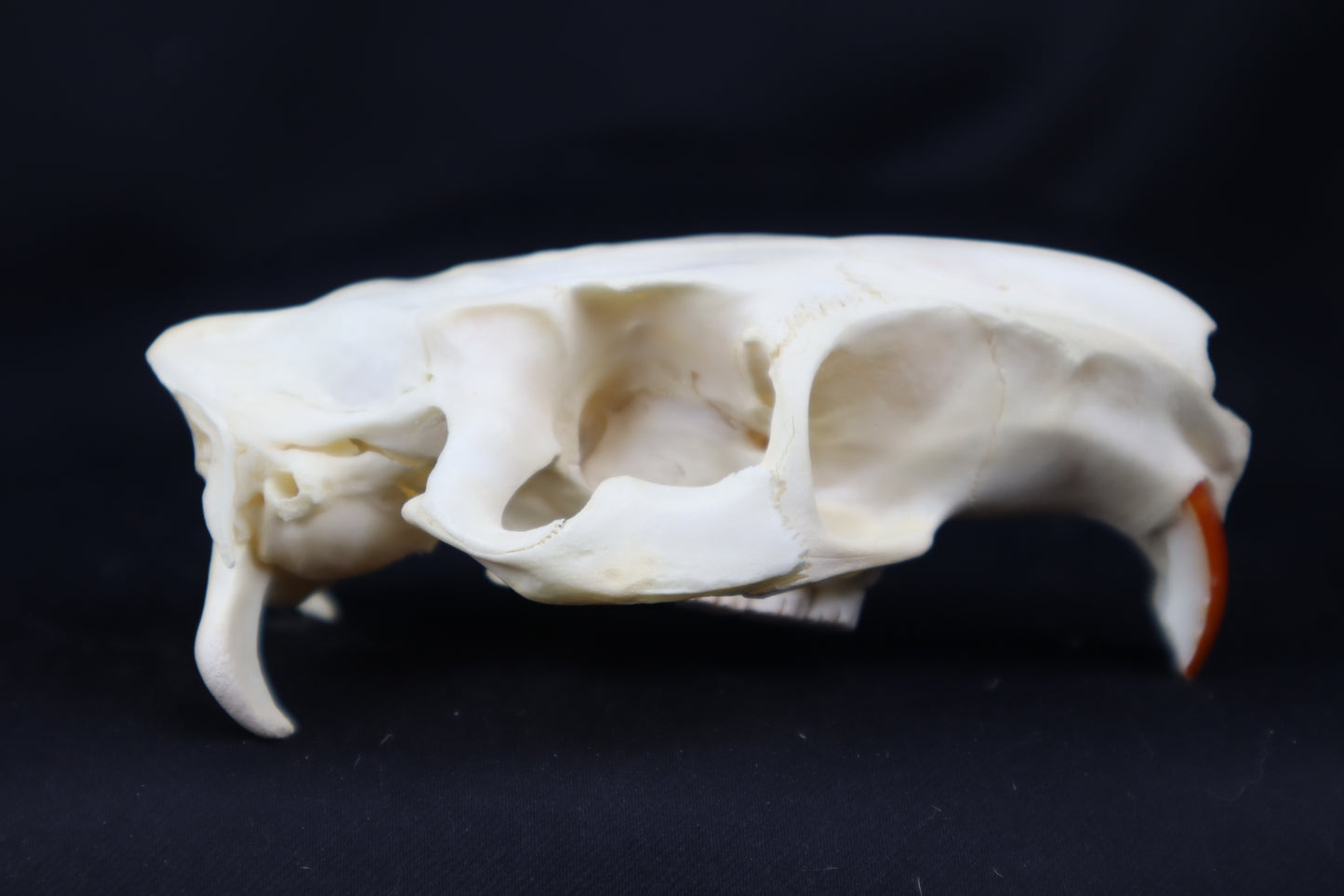 Half Nutria Skull