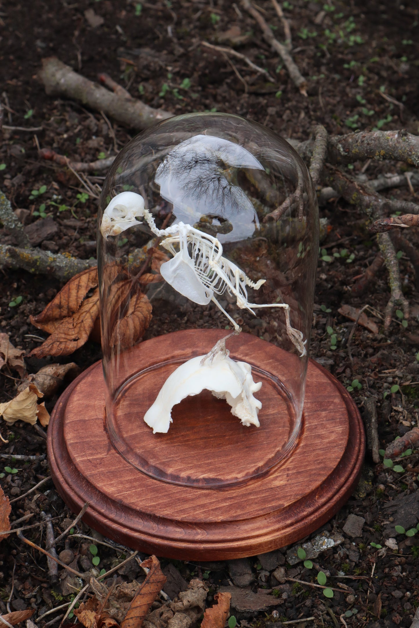 Articulated Parakeet Skeleton