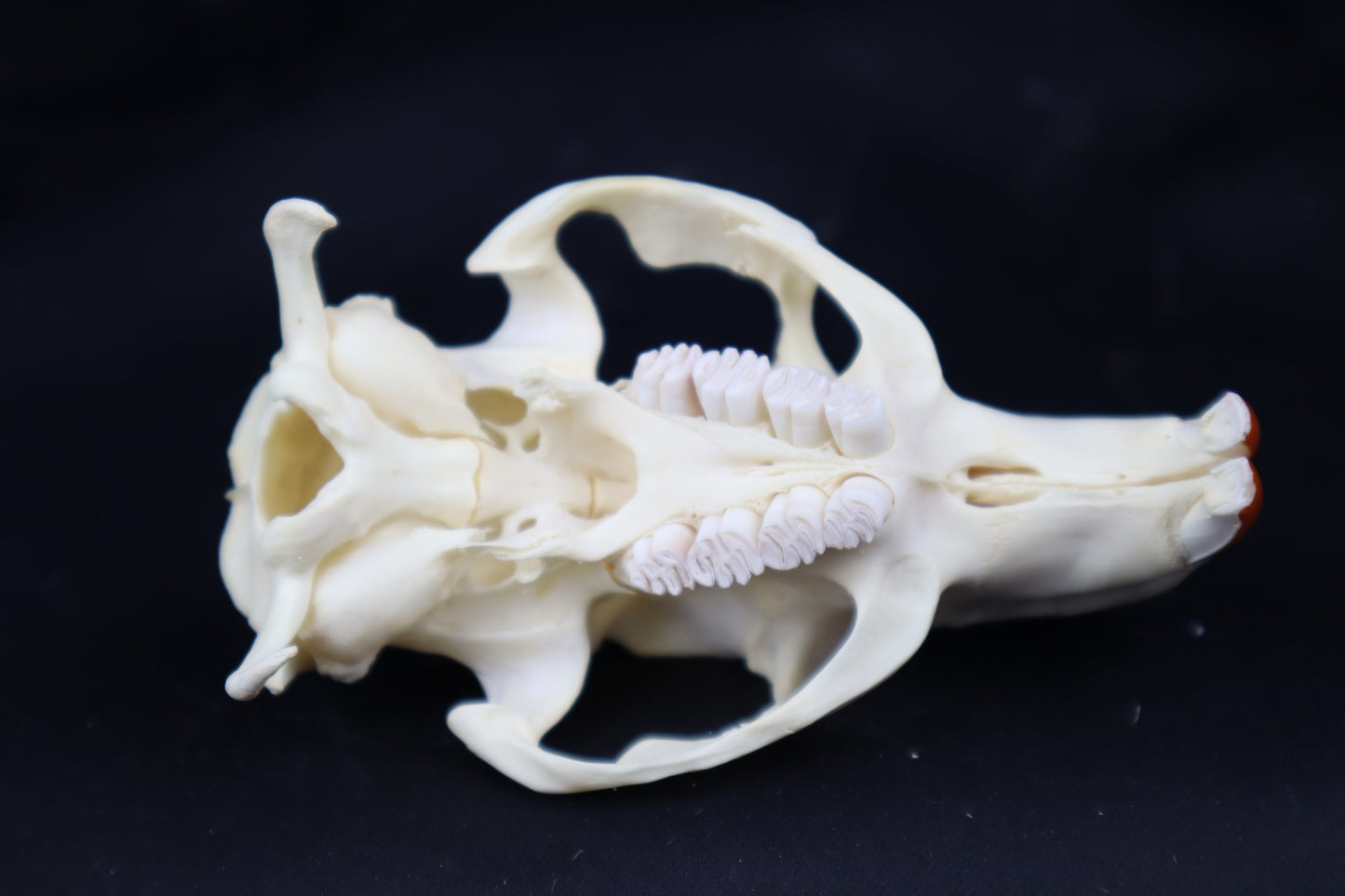 Half Nutria Skull