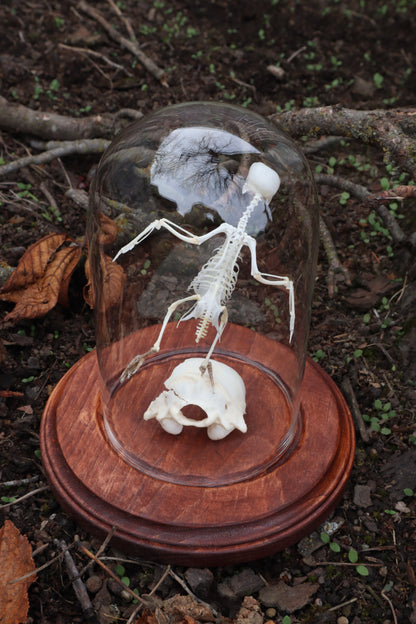 Articulated Parakeet Skeleton