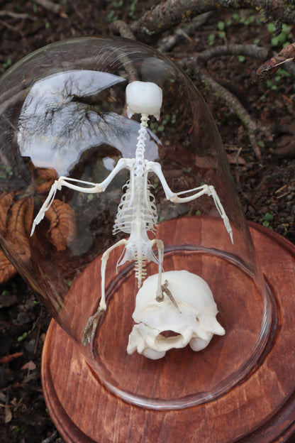 Articulated Parakeet Skeleton