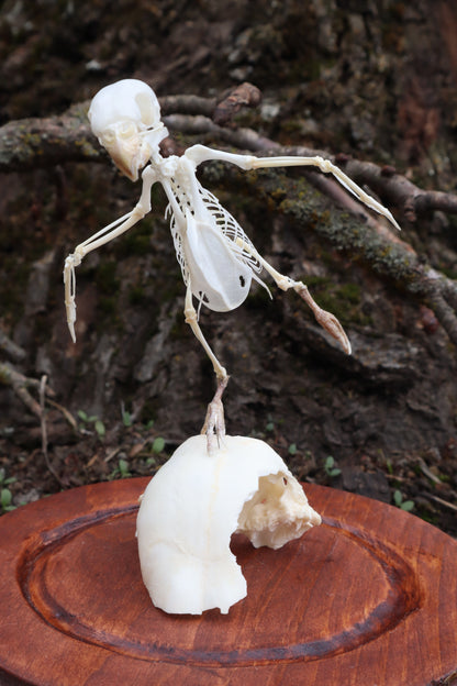 Articulated Parakeet Skeleton