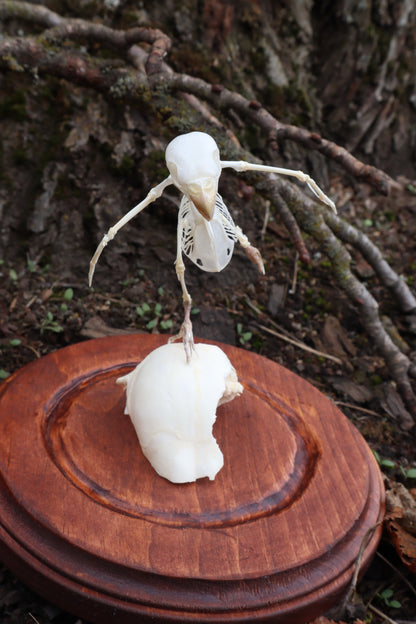 Articulated Parakeet Skeleton